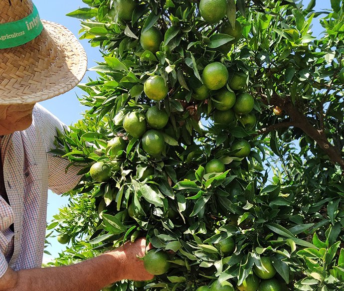 Archivo - Campo de naranjas