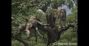 Fundación Dinópolis participan en un estudio que describe evolución en mosaico de los primeros dientes de sable