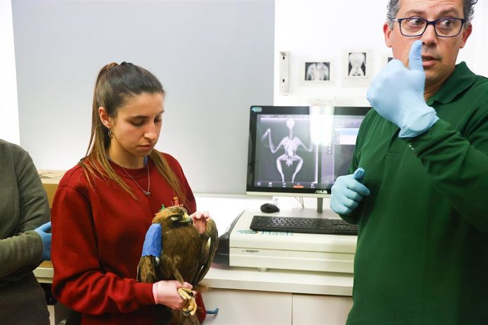 Imagen de una de las aves ingresadas en el CRAS de Valladolid durante la visita del consejero de Medio Ambiente, Vivienda y Ordenación del Territorio, Juan Carlos Suárez-Quiñones.