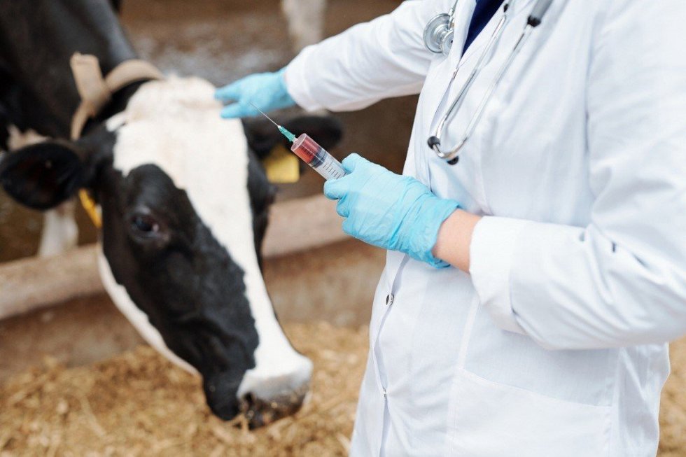 Un veterinario atiende a una vaca.