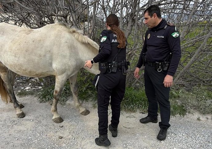 Un caballo que escapó de su dueño en un descuido ha irrumpido en las calles de la ciudad granadina de Armilla circulando entre los coches para finalmente ser reconducido y controlado por la Policía Local.
