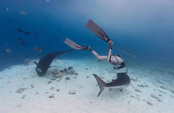 Bucear con tiburones en Maldivas con Drop Dive Maldives, la forma más segura de disfrutar