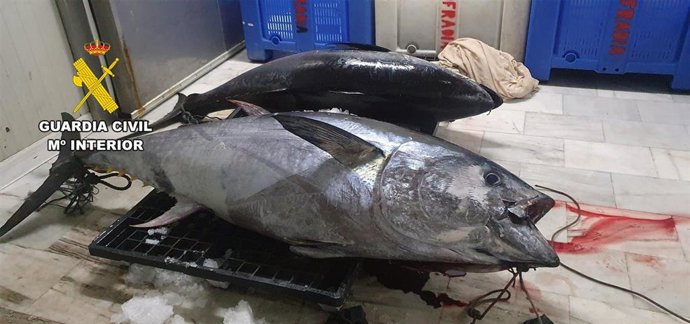 Los dos atunes rojos incautados