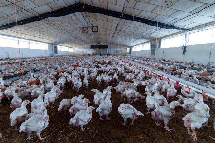 Archivo - Granja de engorde de pollos, a 16 de noviembre de 2025, en El Rincón del Obispo, Cáceres, Extremadura (España).