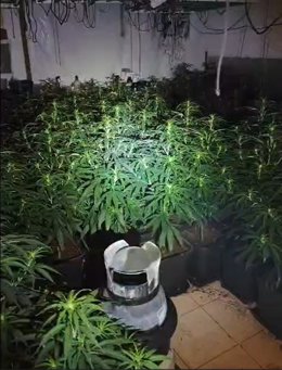 Plantas de marihuana intervenida en un inmueble ocupado de Cartaya (Huelva)