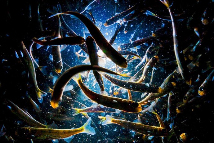 Salmón chum juvenil.