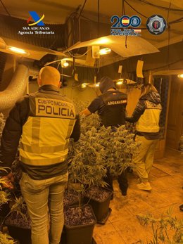 Plantación de marihuana hallada por la Policía Nacional y la Agencia Tributaria en Torrejón del Rey.