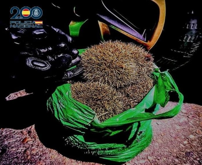 Erizos que habían sido cazados ilegalmente rescatados en Ciudad Real.