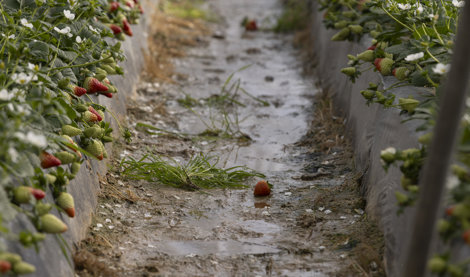 EpAgro - Unión Europea