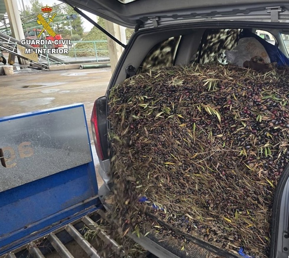 Aceituna robada.
