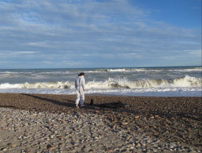 Pequeños crustáceos