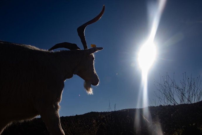 Archivo - Rebaño de cabras 