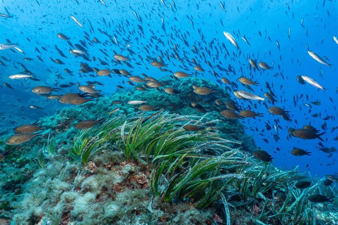 Archivo - Reserva marina de Es Freus