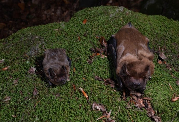 Ejemplares de quiróptero