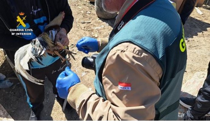 La Guardia Civil investiga a un vecino de Valladolid por la tenencia de 16 gallos de raza Combatiente Español que presentan mutilaciones en crestas y barbillas