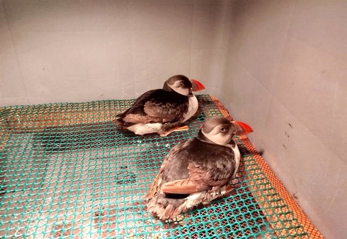 Archivo - Dos de los frailecillos atlánticos rescatados en Asturias que lograron sobrevivir.