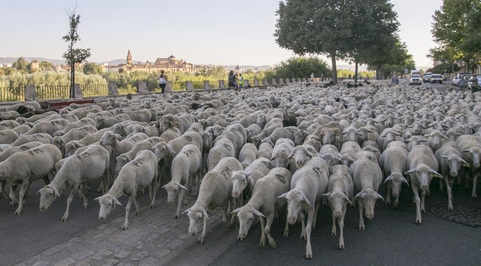 Archivo - Un rebaño de ovejas merinas cruzan Córdoba en su trashumancia desde Sierra Morena a la Campiña, en una imagen de archivo.