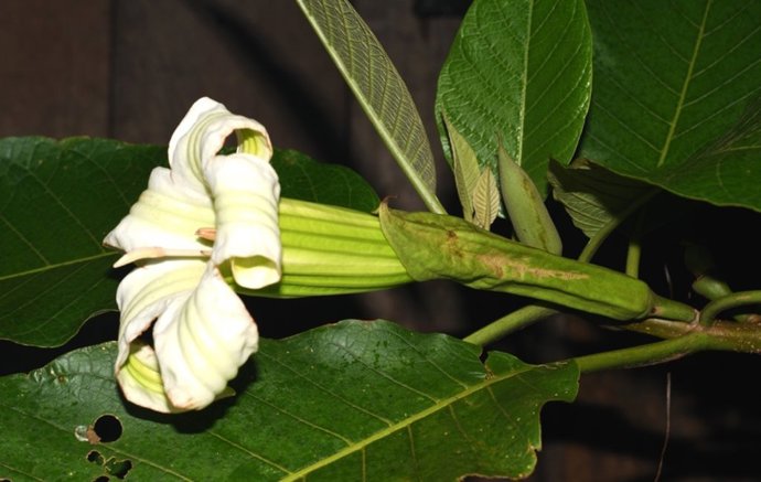 Flor de Daturodendron absconditum.