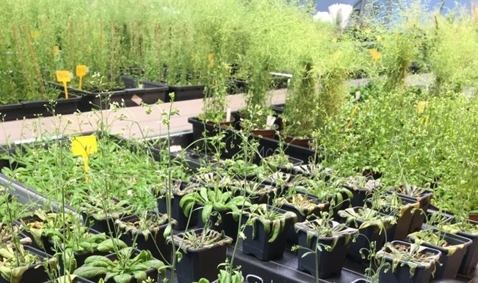 Plantas no laboratório