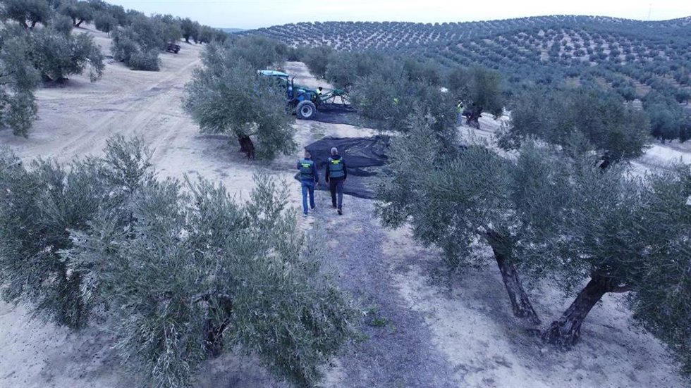 Actuación de la Guardia Civil en la campaña olivarera.