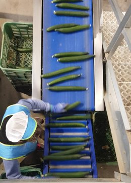 Una empleada del sector del manipulado hortofrutícola de Almería trabaja en un almacén.