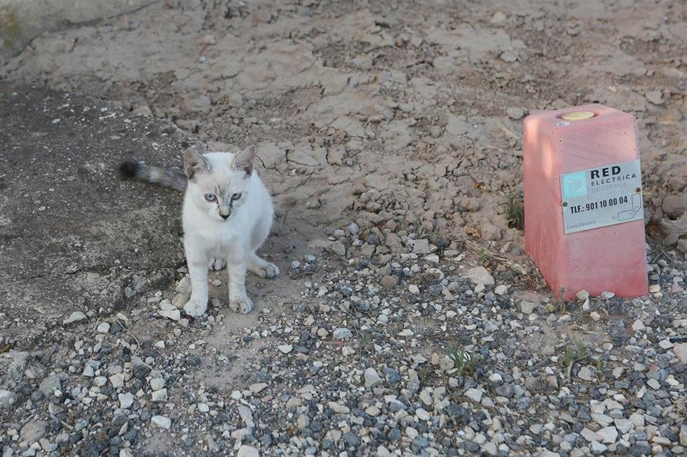 Archivo - Imagen de archivo de un gato