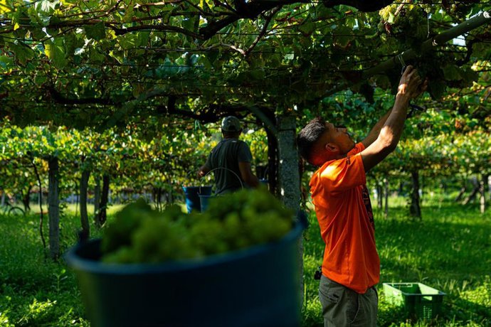 Archivo - Agricultor en el campo  