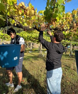 Archivo - Recogida de la uva en la campaña de la vendimia