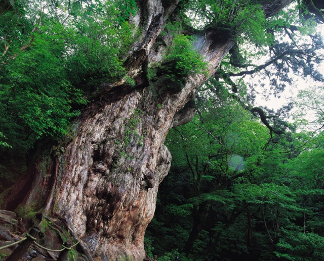 Yakushima
