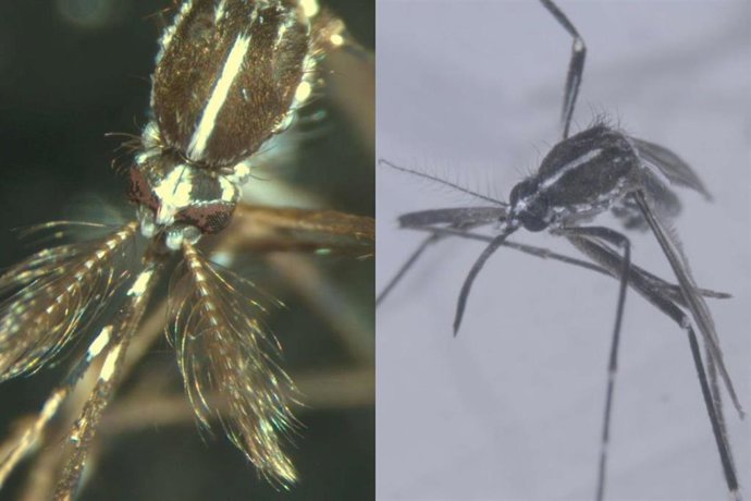 Imagen de un mosquito tigre macho (izquierda) y un mosquito tigre hembra (derecha).