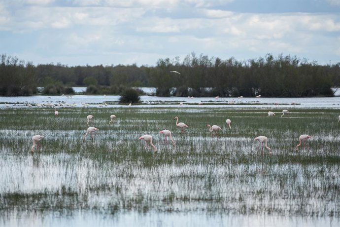 Archivo - Imagen del paraje natural de las marismas de Doñana presentando una inusual inundación del 90% de su superficie. A 12 de marzo de 2026 en Almonte, Huelva (Andalucía, España). Las marismas de Doñana, tras las últimas abundantes lluvias presentan 