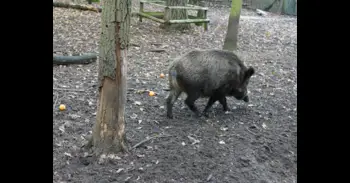 Declarados en emergencia cinegética por jabalí cinco municipios, con refuerzo del control poblacional