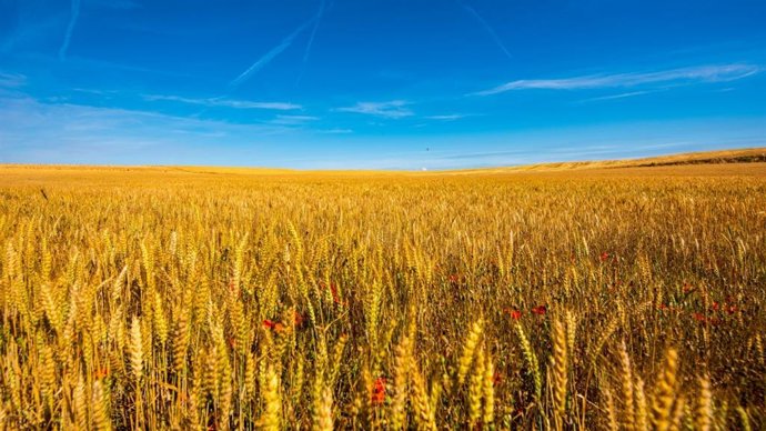 Archivo - Campo de trigo