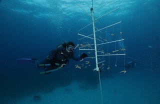 La Fundación MSC celebra el primer aniversario de su centro de conservación marina en las Bahamas
