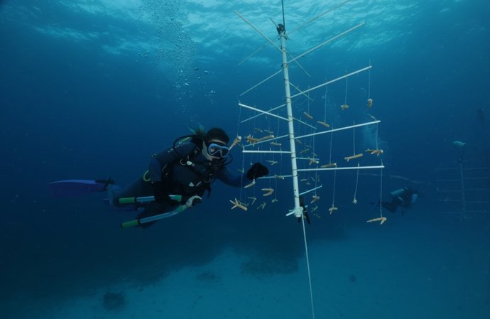 La Fundación MSC celebra el primer aniversario de su centro de conservación marina en las Bahamas
