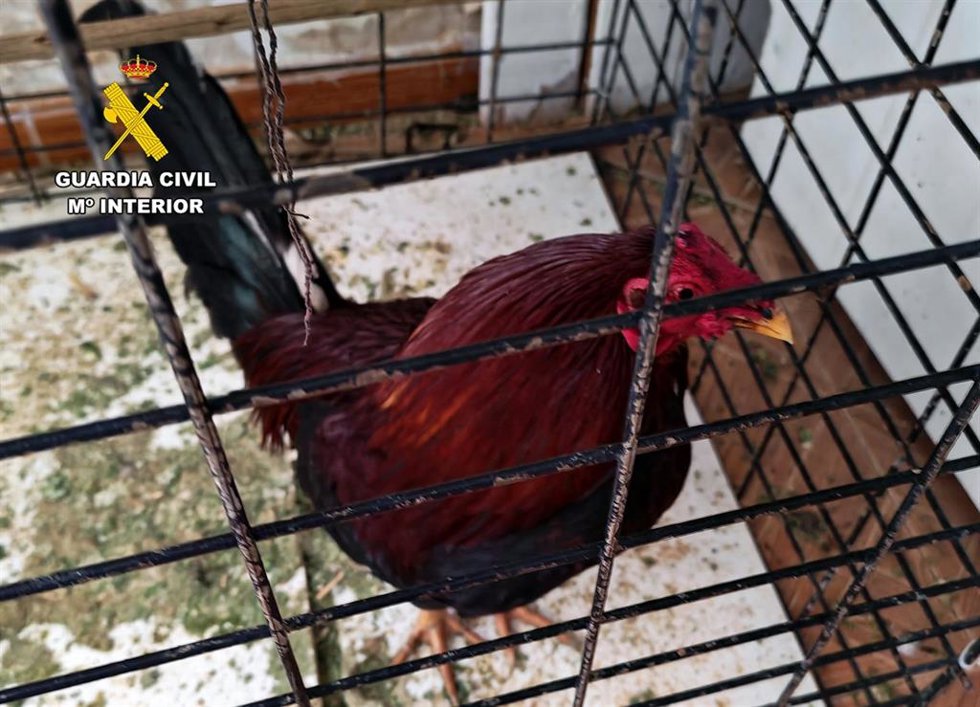 Uno de los gallos con con signos evidentes de descrestado