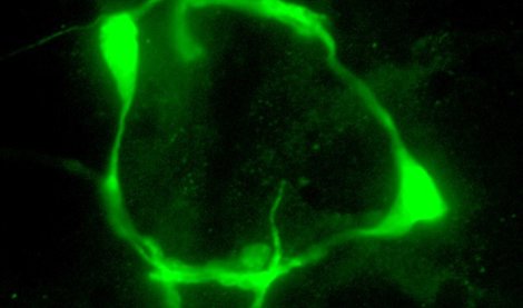 notibrasil sociedade