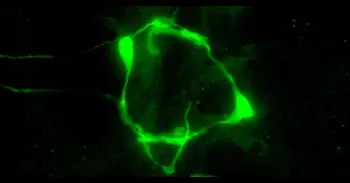 Un mecanisme genètic permet a les neurones canviar la seua identitat segons l'entorn