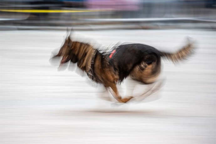 Archivo - Exhibición de la Unidad Canina 