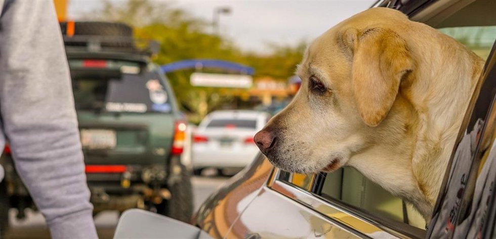 Archivo - La Real Sociedad Canina de España propone espacios seguros donde las mascotas descansen durante viajes en carretera