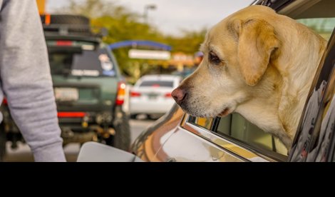 notibrasil sociedade