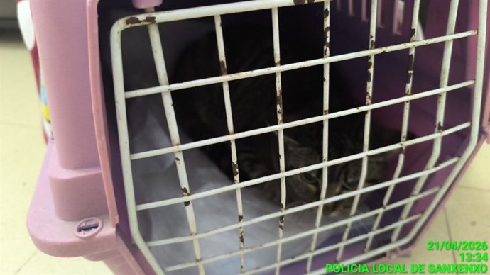 Abandonan un gato en el mostrador de una sede de Medio Ambiente en Sanxenxo (Pontevedra)