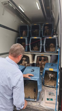 Algunos de los más de 300 perros evacuados de un criadero de Gijón durante una inspección del Seprona.