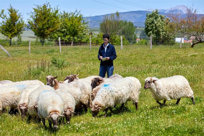 Estas dietas de protección multicapa buscan estabilizar el equilibrio electrolítico y reducir el calor generado por la propia fermentación digestiva