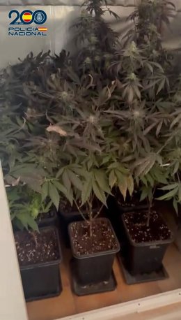 Sucesos.- Detenido al localizar en el interior de su empresa una plantación de cannabis en una inspección de trabajo