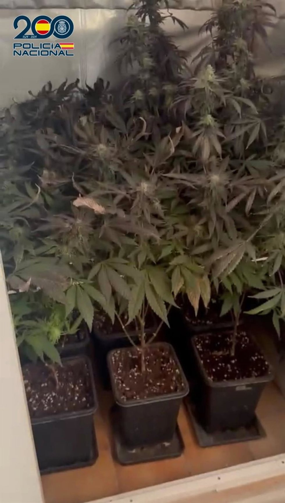 Sucesos.- Detenido al localizar en el interior de su empresa una plantación de cannabis en una inspección de trabajo