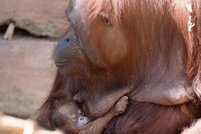 Nace un orangután de Borneo en Bioparc Fuengirola