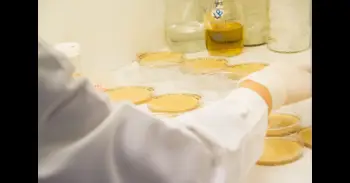 Demuestran que las relaciones entre bacterias del suelo potencian el crecimiento de los cultivos