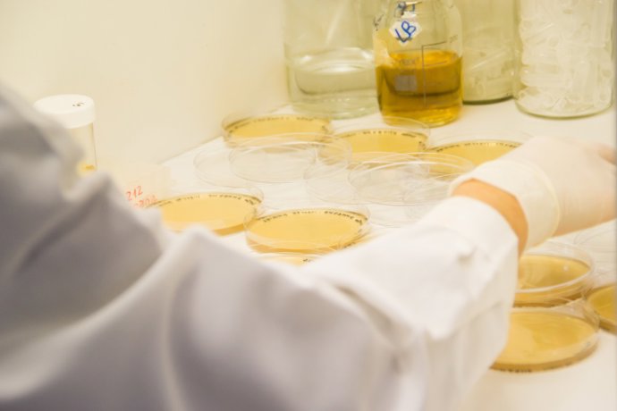 Archivo - Placas de Petri.