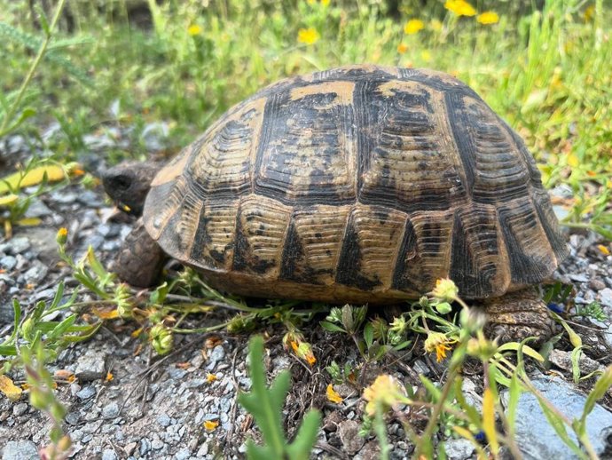 Archivo - Ejemplares de tortuga mora (testudo graeca)